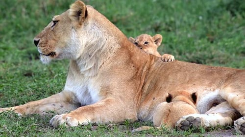 Lioness and cubs relaxing in Tanzania grassland