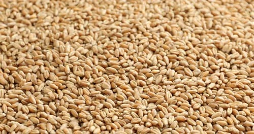 Pile of dry wheat grains as background, closeup