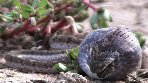 Dasypeltis Scabra, Egg-eating Snake Swallowing Egg, Close Up. African Wildlife Concept