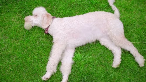 Dog Resting on Lawn. White Dog Lying on Green Grass. White Labradoodle