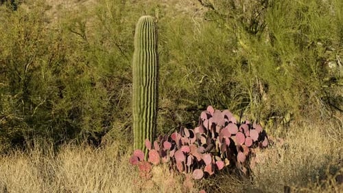 Wüstenlandschaft, ein einsamer Saguaro und ein lila Kaktusfeigenkaktus zusammen zwischen Bäumen