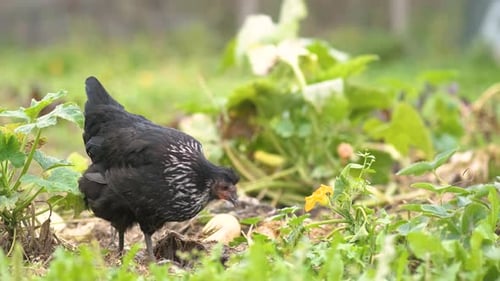 Closeup of Domestic Chicken Feeding on Traditional Rural Barnyard Hens on Barn Yard in Eco Farm Free