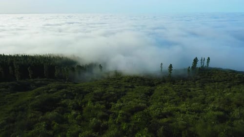 Aerial View of Evergreen Forest Encased in Fog