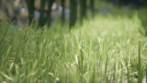 Fresh Green Grass on the Forest