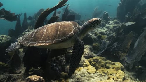 Sea Turtle swimming in the blue ocean through a coral reef with bright sunlight