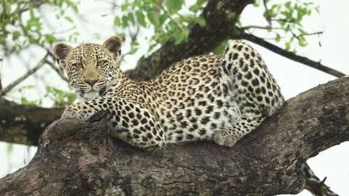 Wunderschöne Ganzkörpernahaufnahme eines Leoparden, der auf einem Ast liegt und in die Kamera schaut, Greater Krug