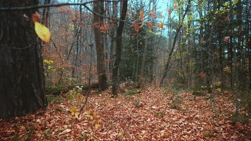 Autumn Forest Gimbal Walk - 4K