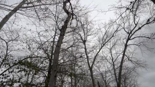 High angle of trees and sky, camera push in slow motion on overcast day in winter