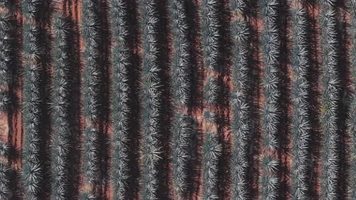 Aerial View of Rows of Agave Plants in Field