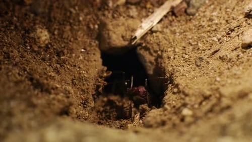 A group of ants work together to bring twigs inside their anthill. Close-up shot. 4K Video.2.