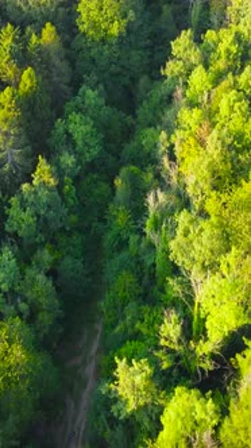Vertical Video Aerial Over Dense Forest in Evening Sunlight with Dirt Track