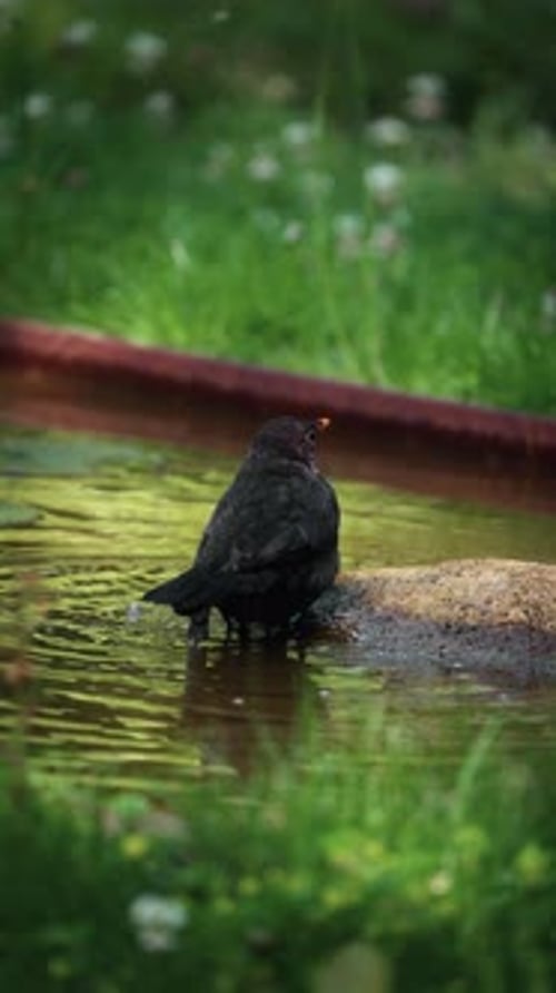 Blackbird Bathing In Shallow Water With Ripples