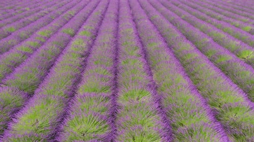 Aerial View of Rows of Lavender Field