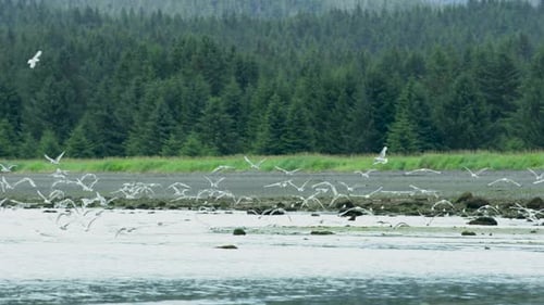 A flock of seagulls flapped their wings from the river wetlands into the sky.