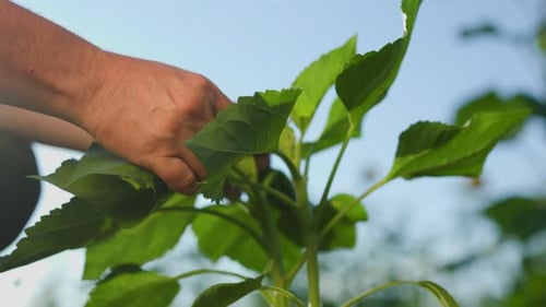 Close Up of Hands Tending to Green Plant