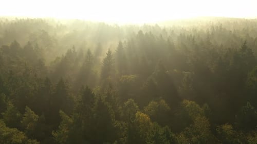 Drohnen-Luftaufnahme des Waldes am frühen Morgen. Starker Herbstnebel, Moment des Sonnenaufgangs.