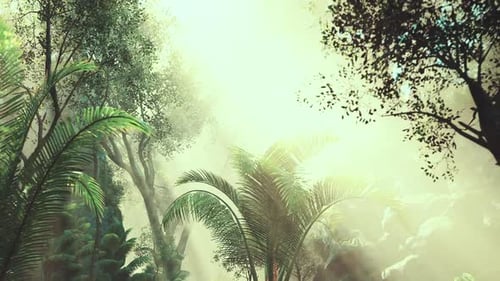 Sunlight Filters Through Dense Tropical Foliage in a Serene Forest Setting