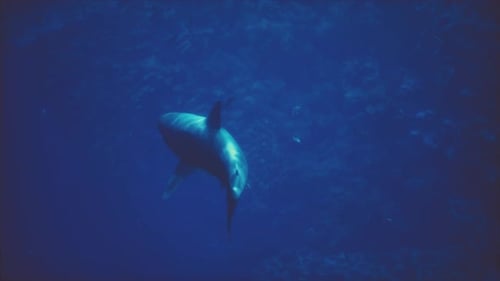 A Large White Shark Swimming in the Ocean