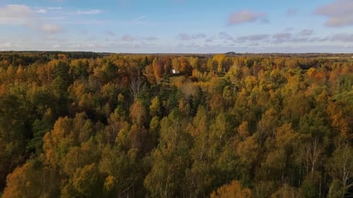 Forest view with road. Aerial view. Flight over pine tree forest in at sunset. Aerial top down view