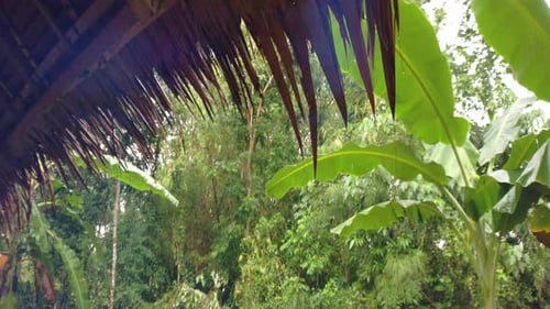 Raindrops falling off the dried palm roof of a tropical house in the middle of a forest. Low angle,