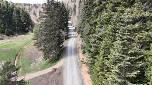 Forest Road Among Pine Trees