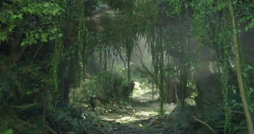 Lush Green Pathway Illuminated By Soft Sunlight in a Dense Forest