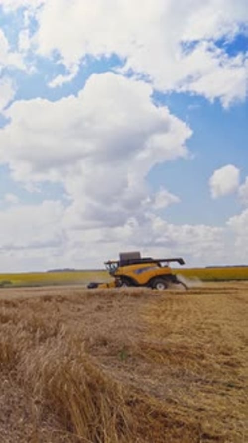 Harvesters working in the field. Combines working on the large wheat field Vertical video