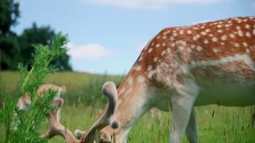 Spotted Deer Grazing Peacefully in a Green Meadow