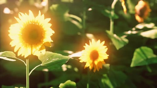 Field of Blooming Sunflowers on Sunset