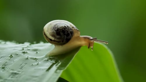 Snail Gliding Slowly on Green Leaf