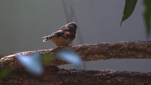 Close up shot of a cute tiny little zebra finch or chestnut-eared finch, taeniopygia guttata spotted