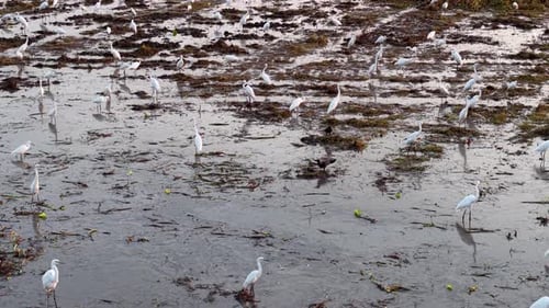 Group of white egret birds are standing in a muddy pond