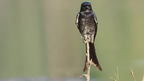 Drongo negro en el área del estanque..