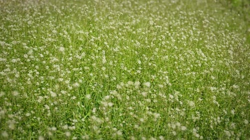 Green Meadow with White Flowers