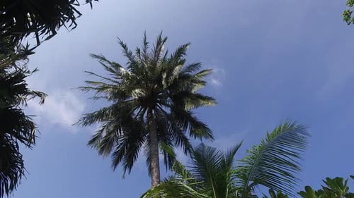 Lush Palm Trees Swaying Under a Sunny Blue Sky