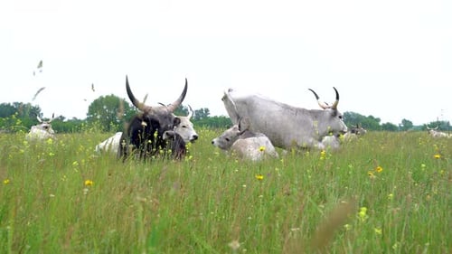 Hungarian Grey Cow in Small Herd Standing Up in Field