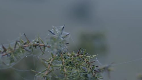 Extreme Nahaufnahme eines Spinnennetzes auf den Ästen eines immergrünen Baumes. Die Kamera bewegt sich langsam zur anderen