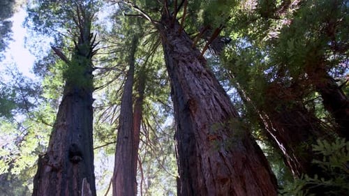 Low-angle of towering redwood trees, with shafts of sunlight filtering through the dense foliage