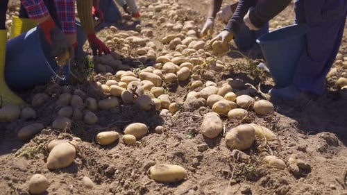 Multiple workers hands picking potatoes in potato field.