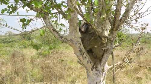 Animal Conservation in Murchison Falls National Park release Baboon back into wild