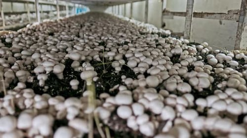 Dense Bed of White Mushrooms Growing Indoors
