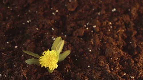 Cool Top View A Yellow Flowering Dandelion Grows Out of the Ground Spring Fun Footage Medicine and