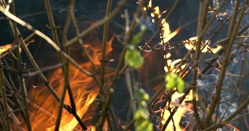 Forest fire in close-up. The branches of shrubs and trees are burning and smoking