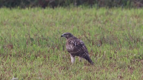 Ein Rotschwanzbussard, der im Sommer auf einer Wiese herumläuft.