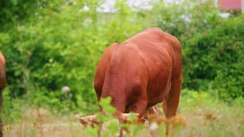Cow (2K)