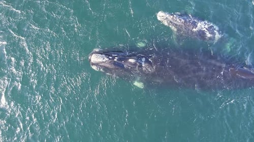 Pull away shot revealing a mother and calf of Right whales swimming in the Atlantic ocean