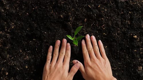 Close Up Of Farmer's Hands Holding Black Dirt Mud With A Tree Sprout To Plant In The Garden