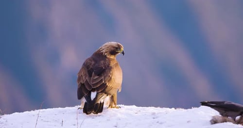 Golden Eagle in a Winter Landscape Over the Fjords of Telemark Norway