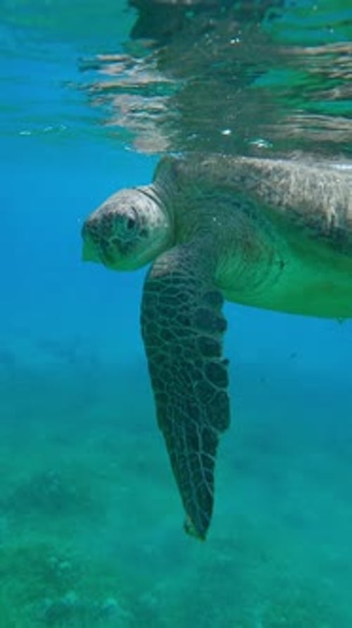 Green Sea Turtle scratching its head with its fin while floats on surface