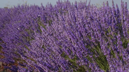 Blooming lavender fields with blue lavender flowers in summer Spain.
